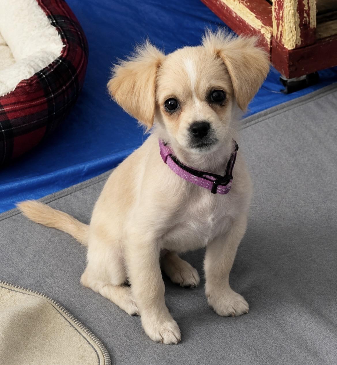 Dolly Madison, adopted, Puppy Female Chihuahua.