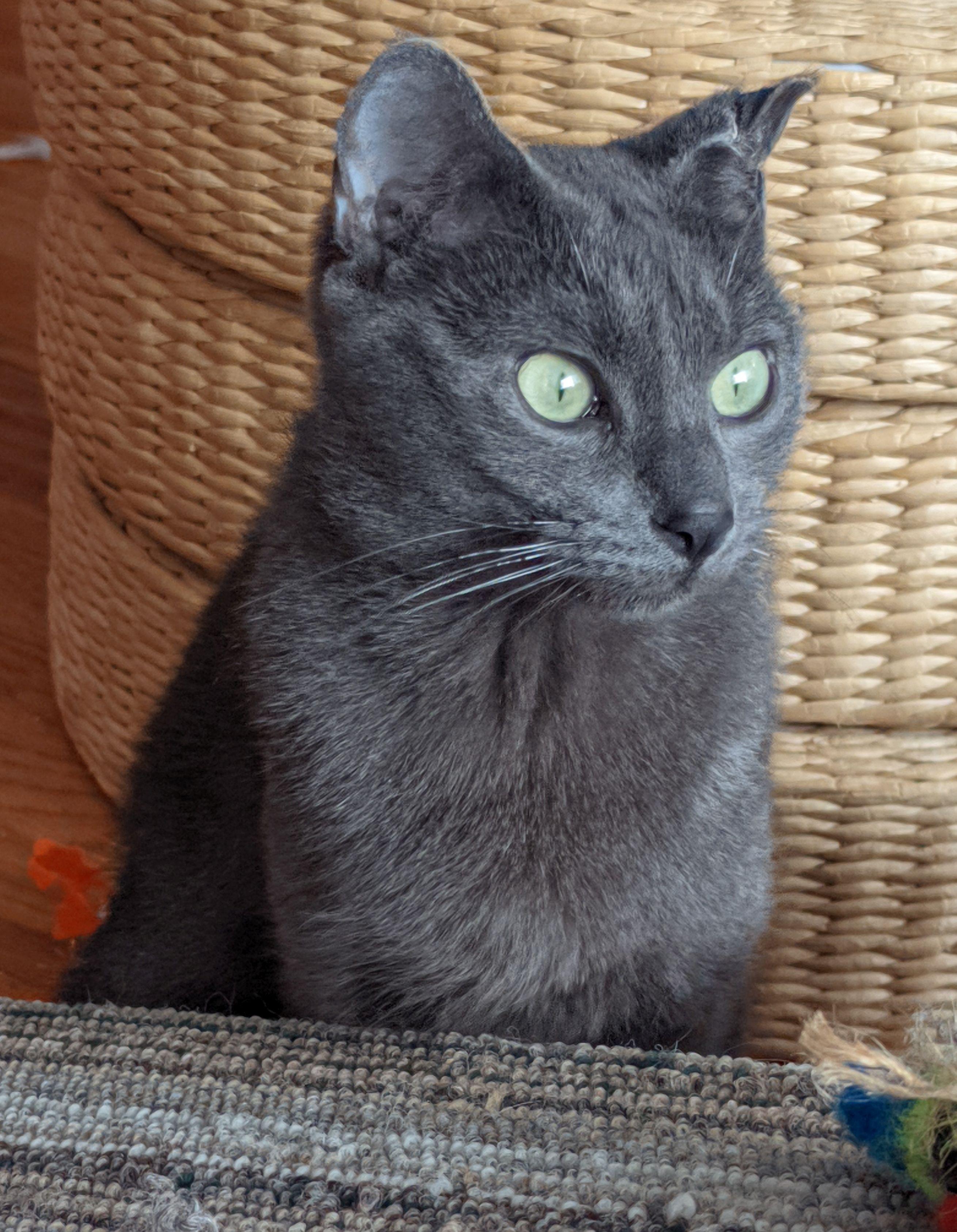Weaver, a ADOPTABLE Domestic Short Hair in Calgary, AB image 4/6