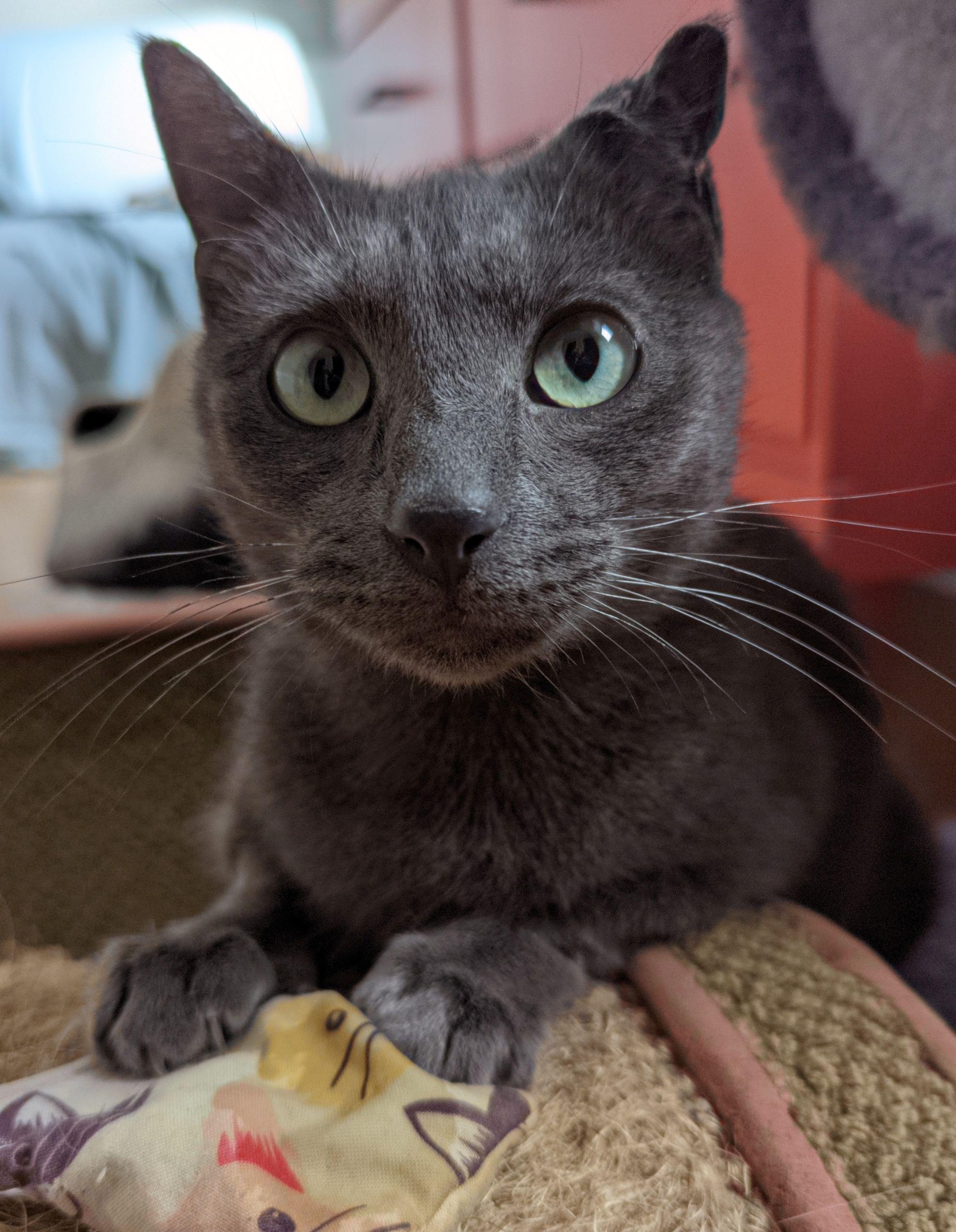 Weaver, a ADOPTABLE Domestic Short Hair in Calgary, AB image 6/6
