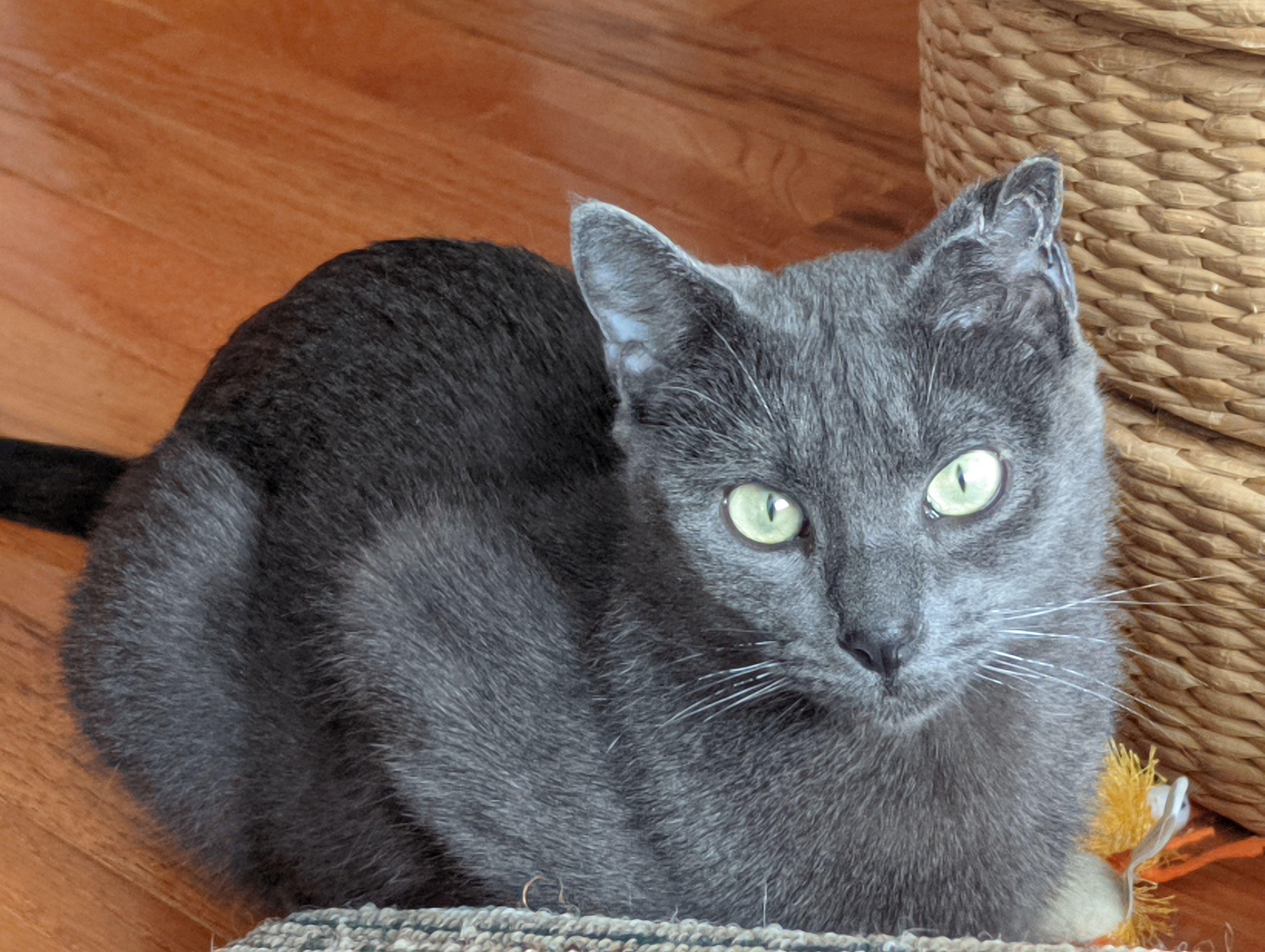 Weaver, a ADOPTABLE Domestic Short Hair in Calgary, AB image 3/6