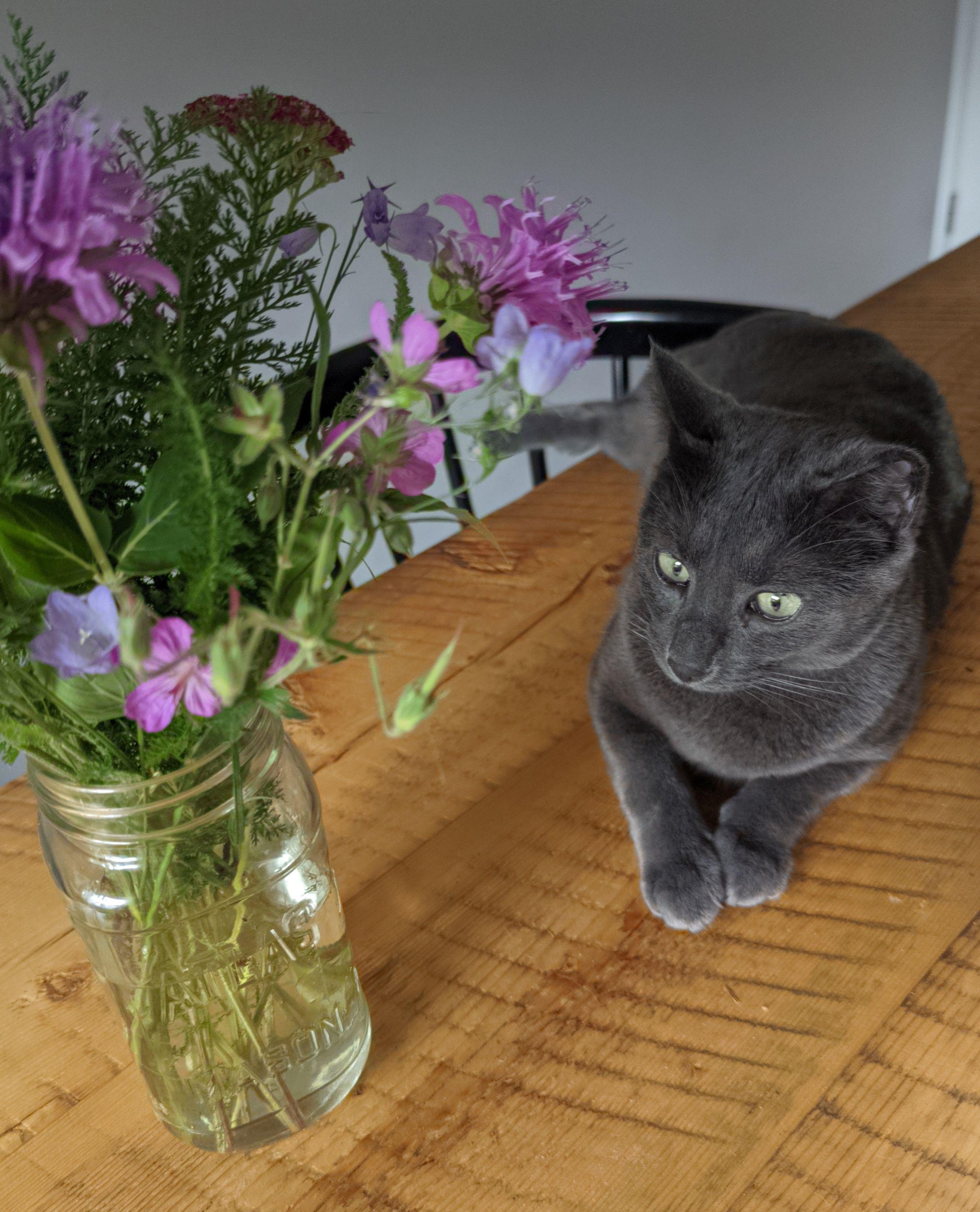 Enlarge Weaver, a ADOPTABLE Domestic Short Hair in Calgary, AB image 4/6