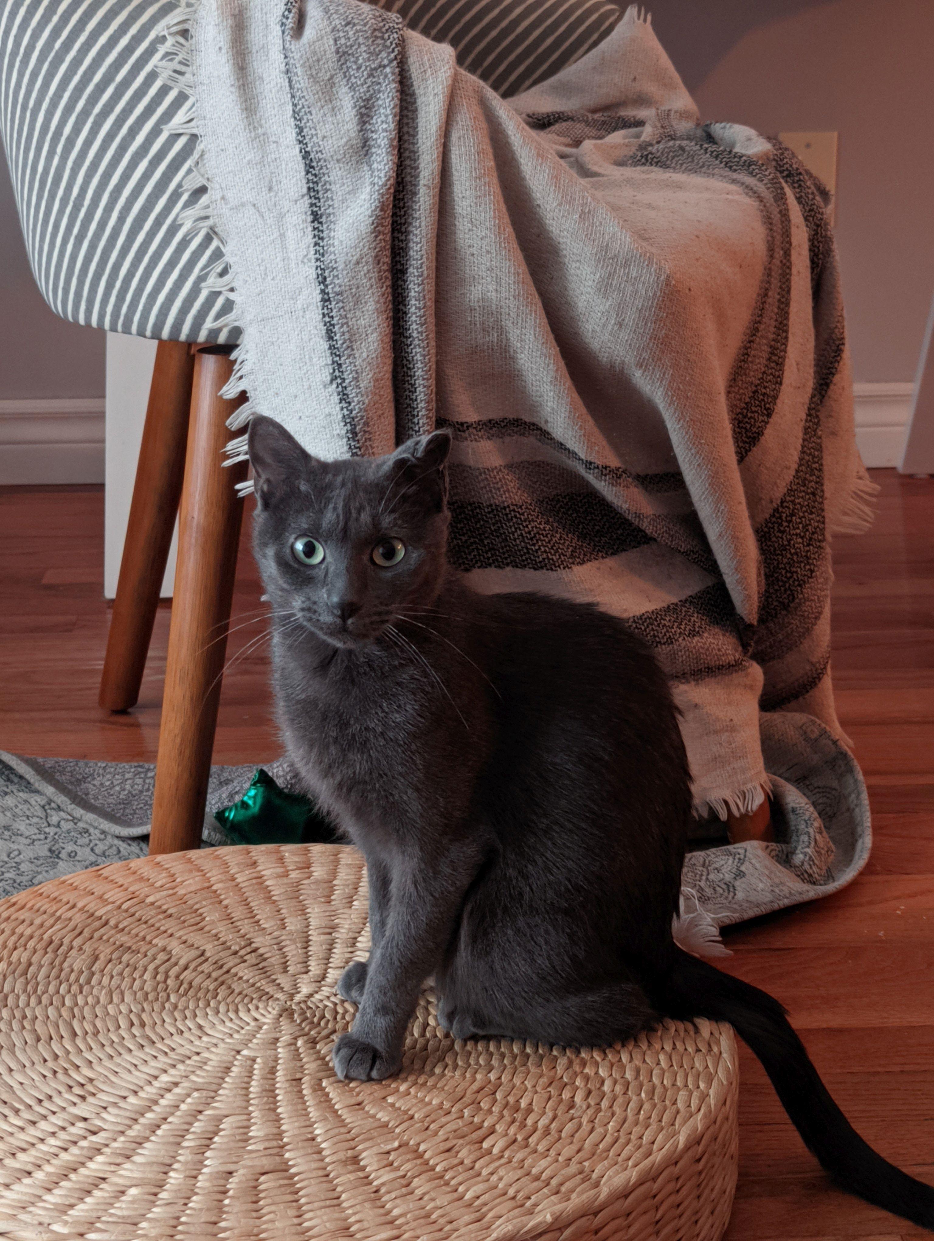 Weaver, a ADOPTABLE Domestic Short Hair in Calgary, AB image 5/6