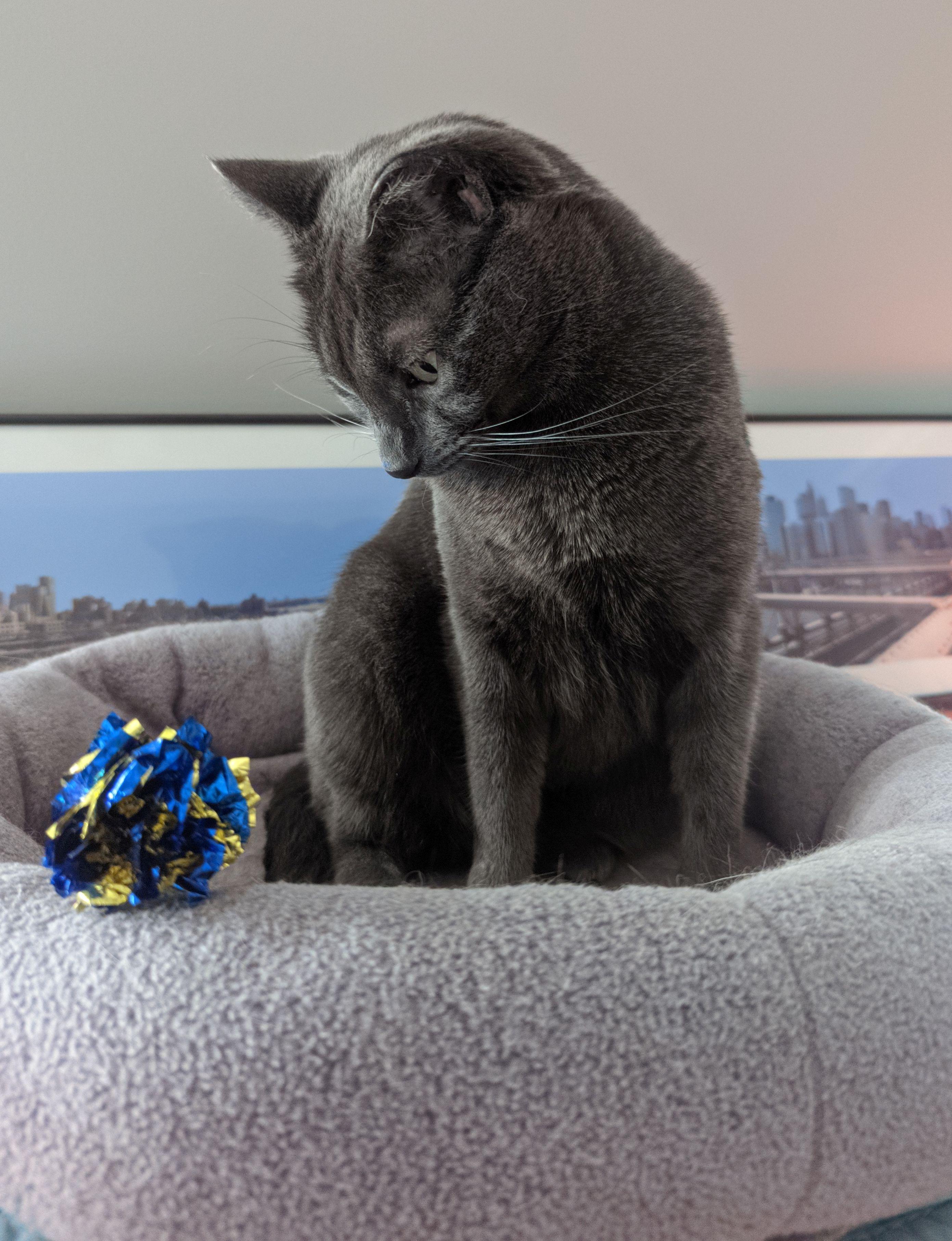 Enlarge Weaver, a ADOPTABLE Domestic Short Hair in Calgary, AB image 5/6