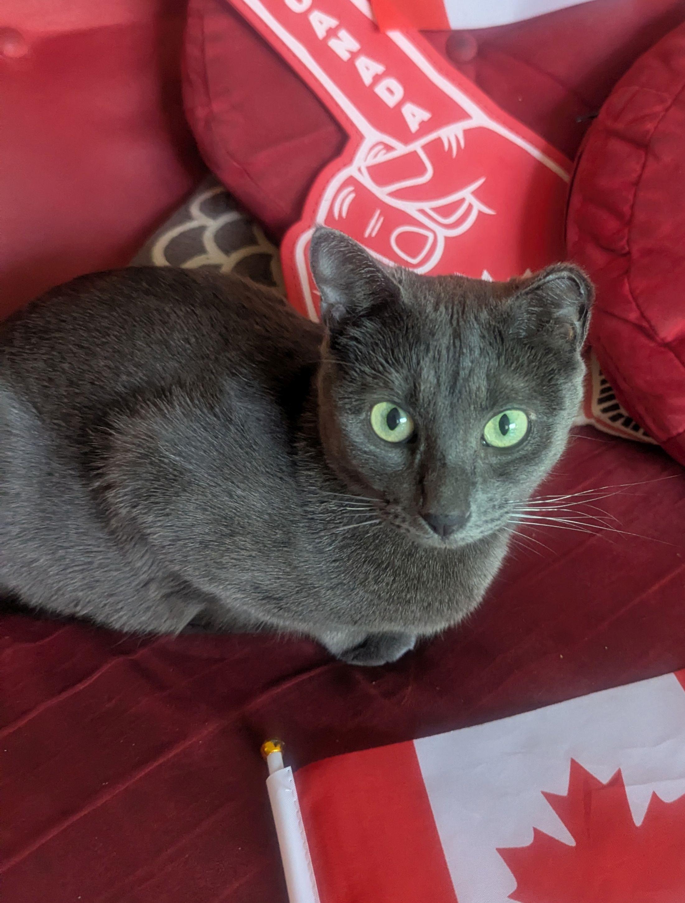 Enlarge Weaver, a ADOPTABLE Domestic Short Hair in Calgary, AB image 3/6