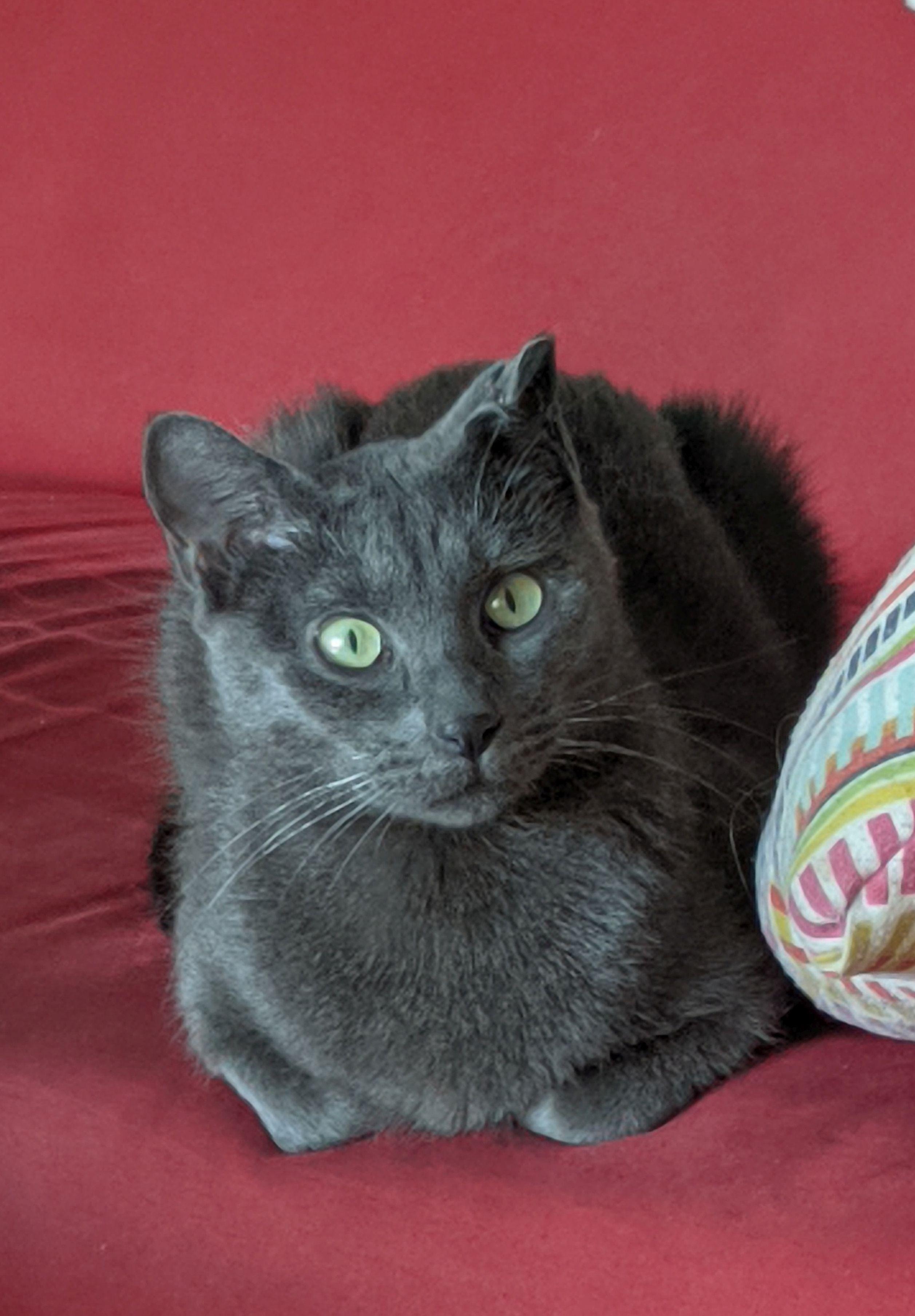 Weaver, a ADOPTABLE Domestic Short Hair in Calgary, AB image 2/6