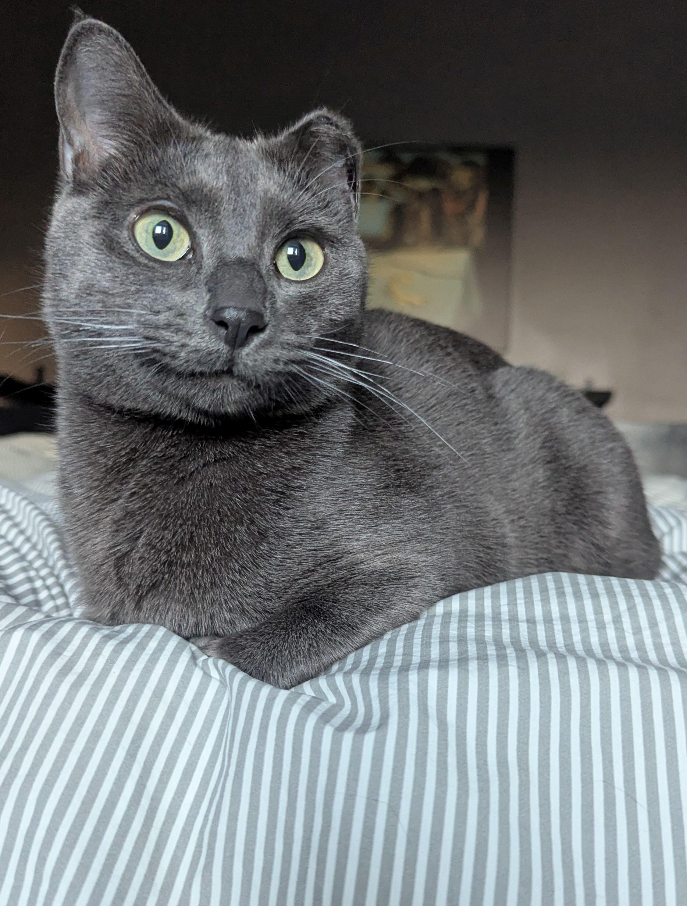 Weaver, ADOPTABLE, Adult Female Domestic Short Hair.