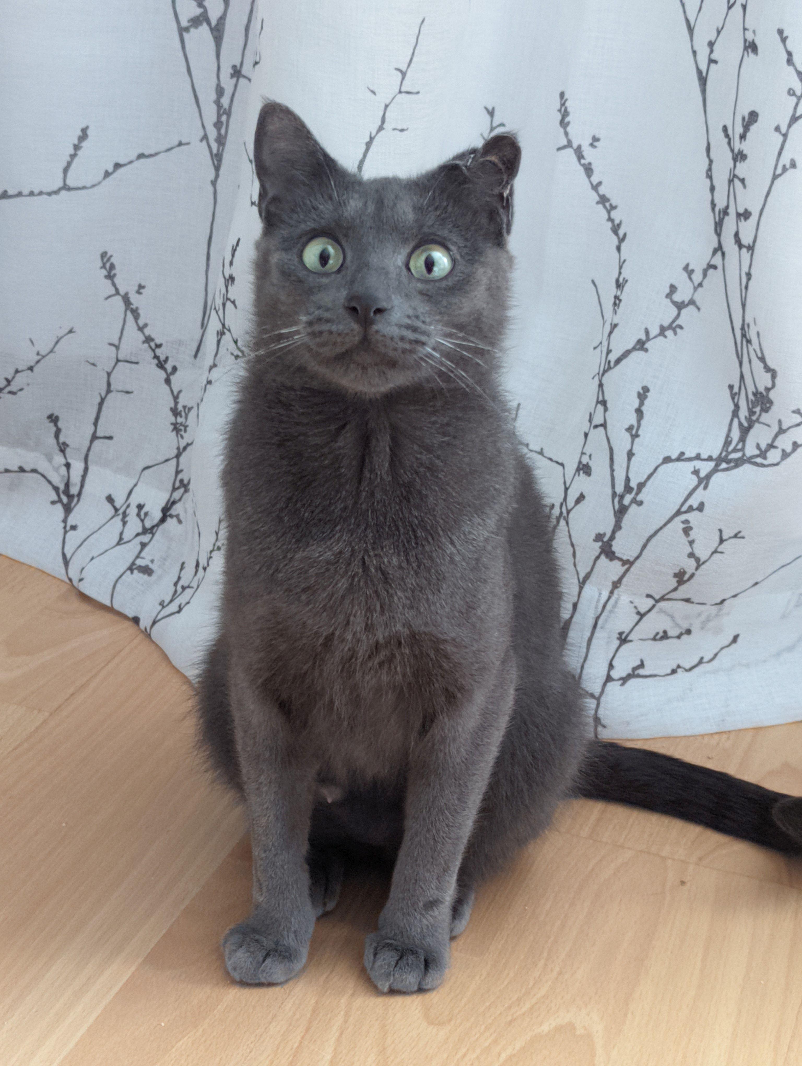 Weaver, ADOPTABLE, Adult Female Domestic Short Hair.