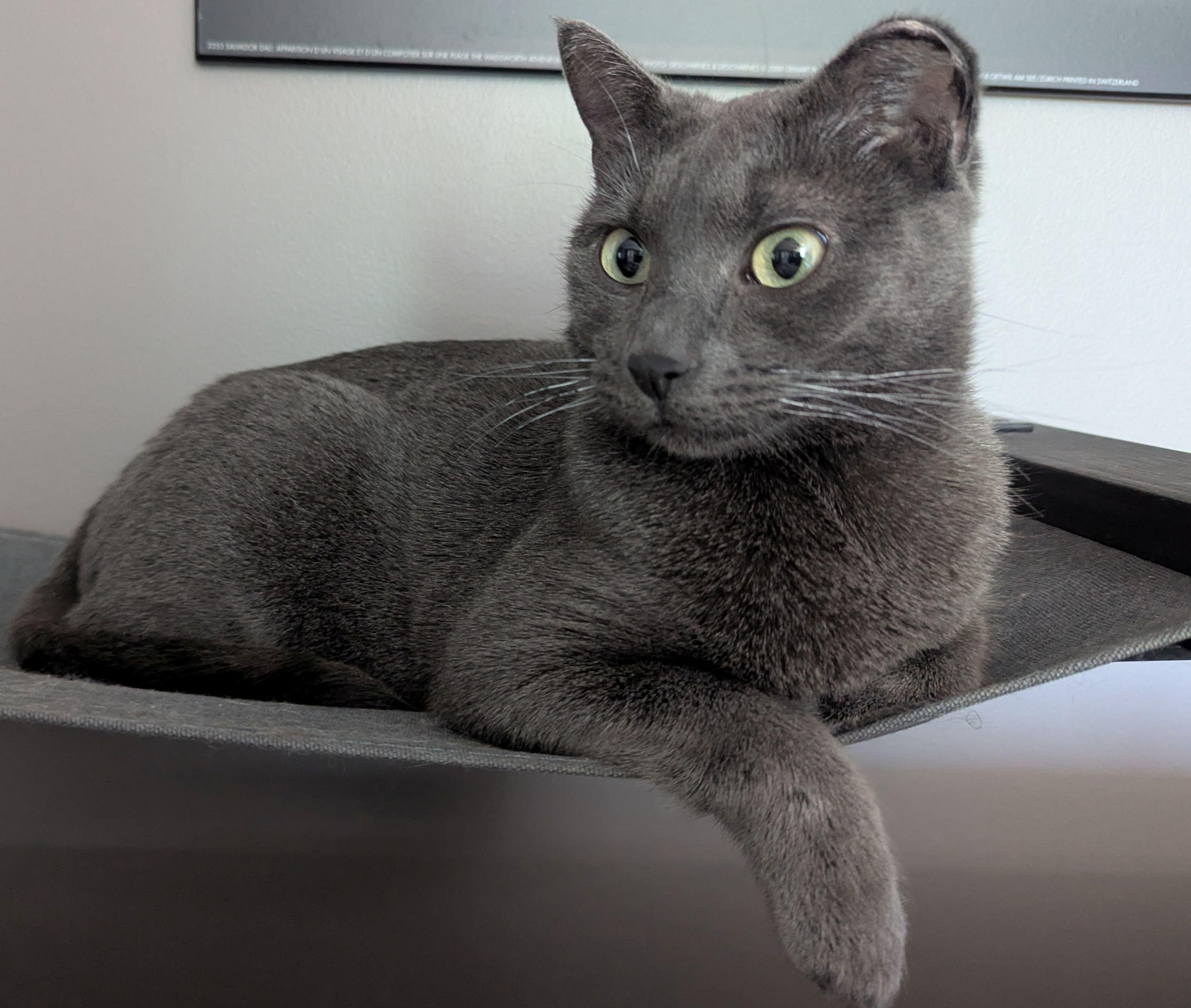 Enlarge Weaver, a ADOPTABLE Domestic Short Hair in Calgary, AB image 6/6