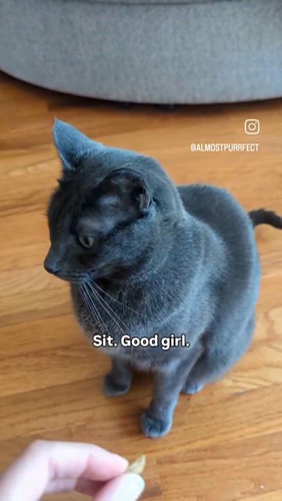 Enlarge Weaver, a ADOPTABLE Domestic Short Hair in Calgary, AB video 2/6
