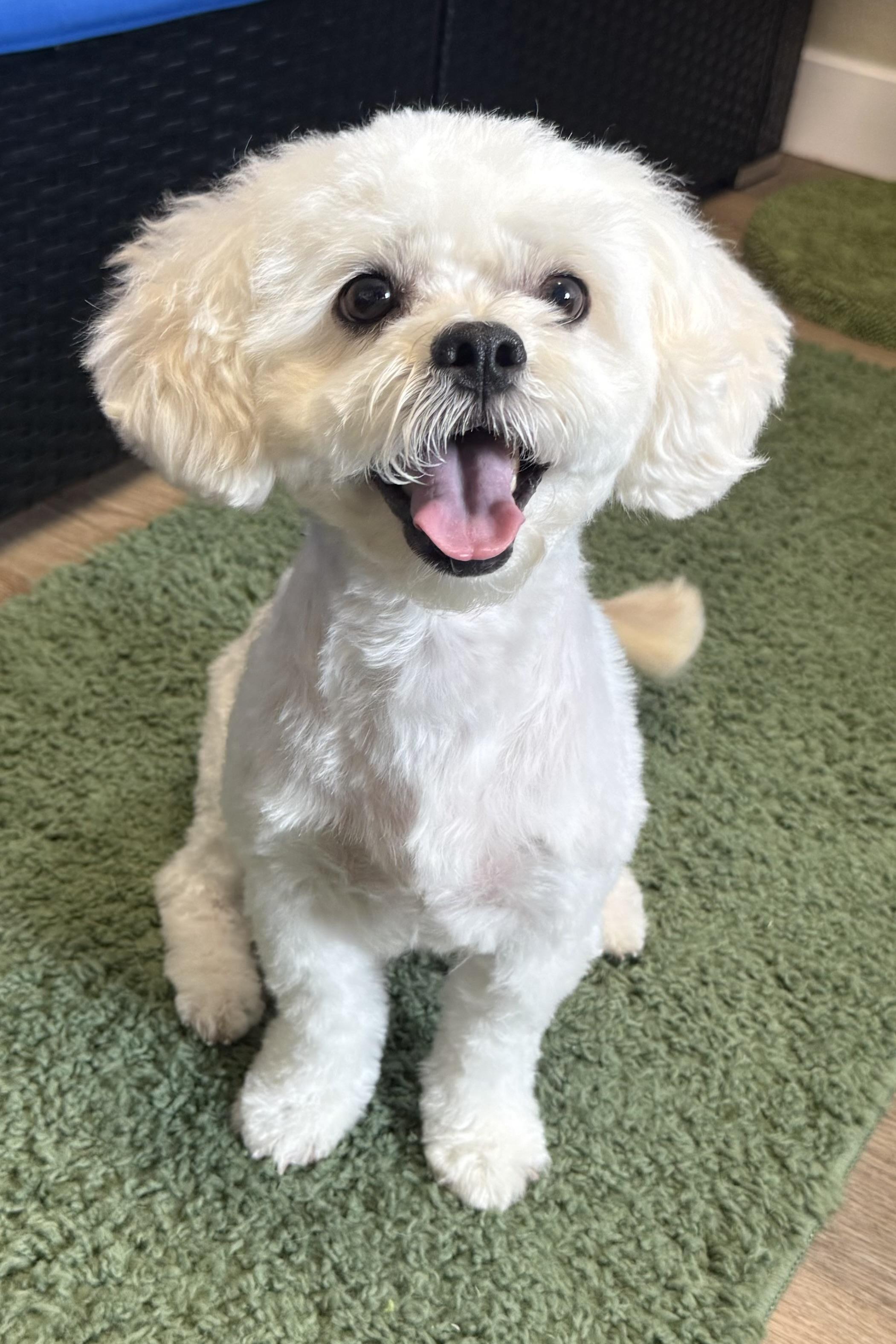 Brooklyn, Adoptable, Adult Female Poodle (Toy) & Bichon Frise.