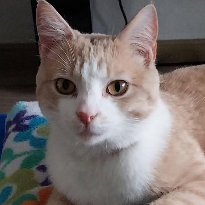 Sunny, Adoptable, Young Male Domestic Short Hair.