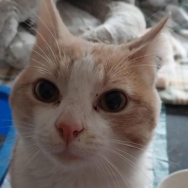 Sunny, Adoptable, Young Male Domestic Short Hair.