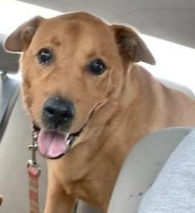 Waylin the Water Dog, Adoptable, Adult Male Retriever.