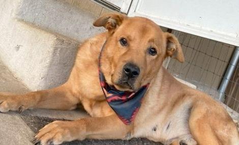 Enlarge Waylin the Water Dog, a Adoptable mixed breed in Dripping Springs, TX image 4/4
