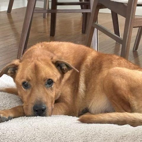 Enlarge Waylin, a Adoptable mixed breed in Dripping Springs, TX image 1/1