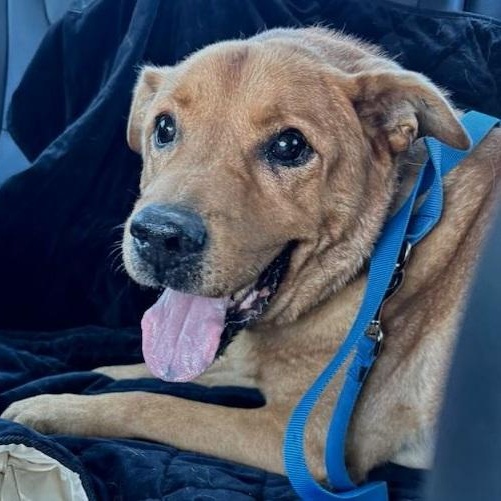 Enlarge Waylin the Water Dog, a Adoptable mixed breed in Dripping Springs, TX image 2/4