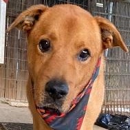 Waylin the Water Dog, Adoptable, Adult Male Retriever.