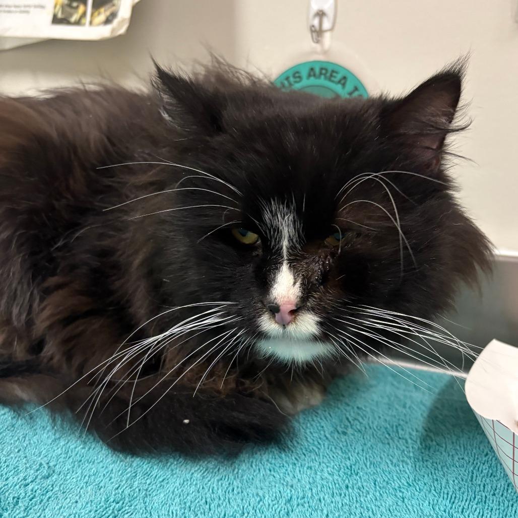 Ghost, Adoptable, Adult Male Domestic Long Hair.