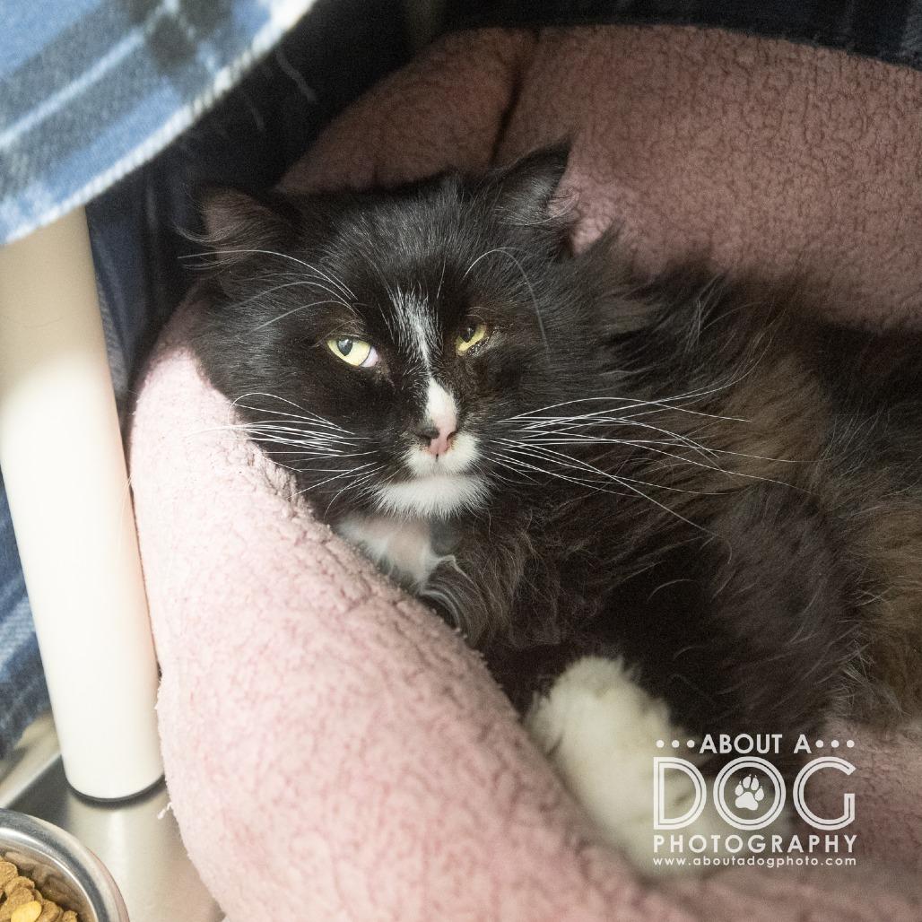 Enlarge Ghost, a Adoptable Domestic Long Hair in Saint Cloud, MN image 2/3
