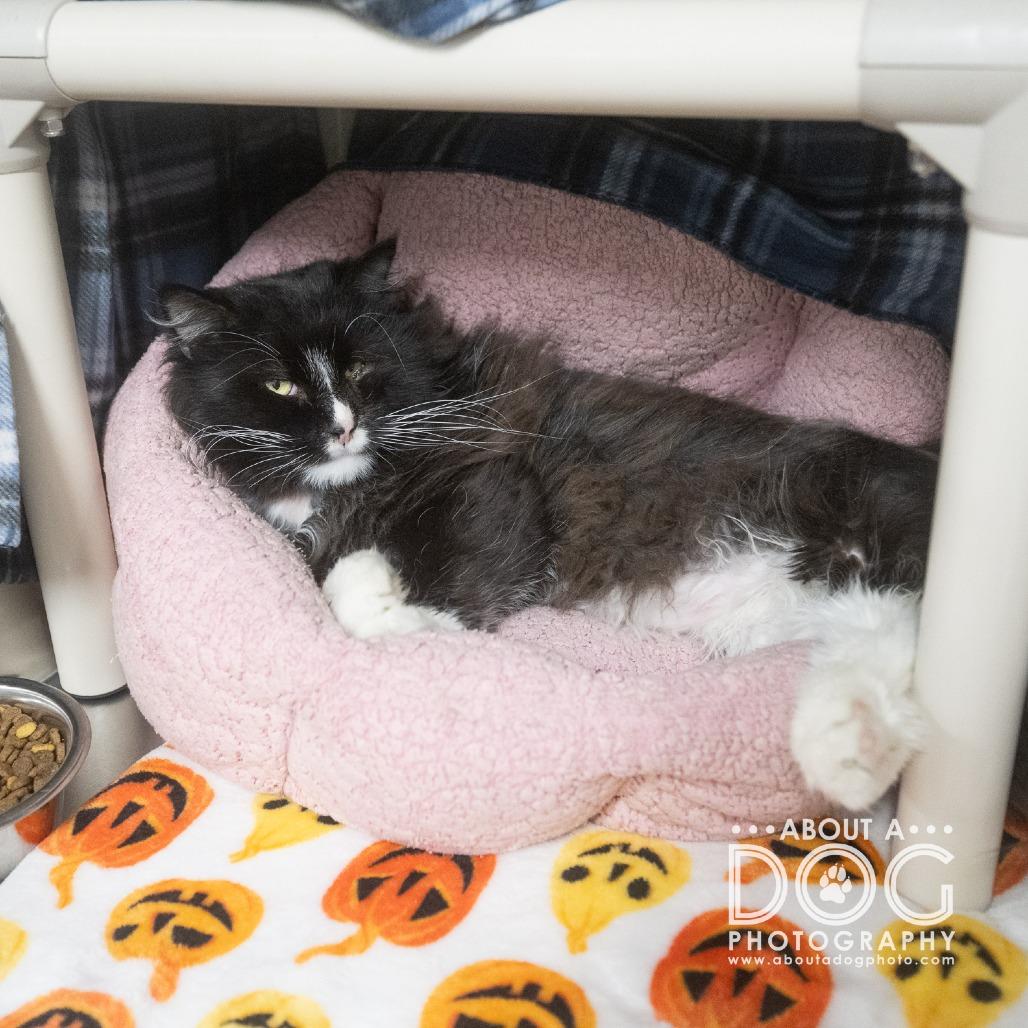 Enlarge Ghost, a Adoptable Domestic Long Hair in Saint Cloud, MN image 3/3