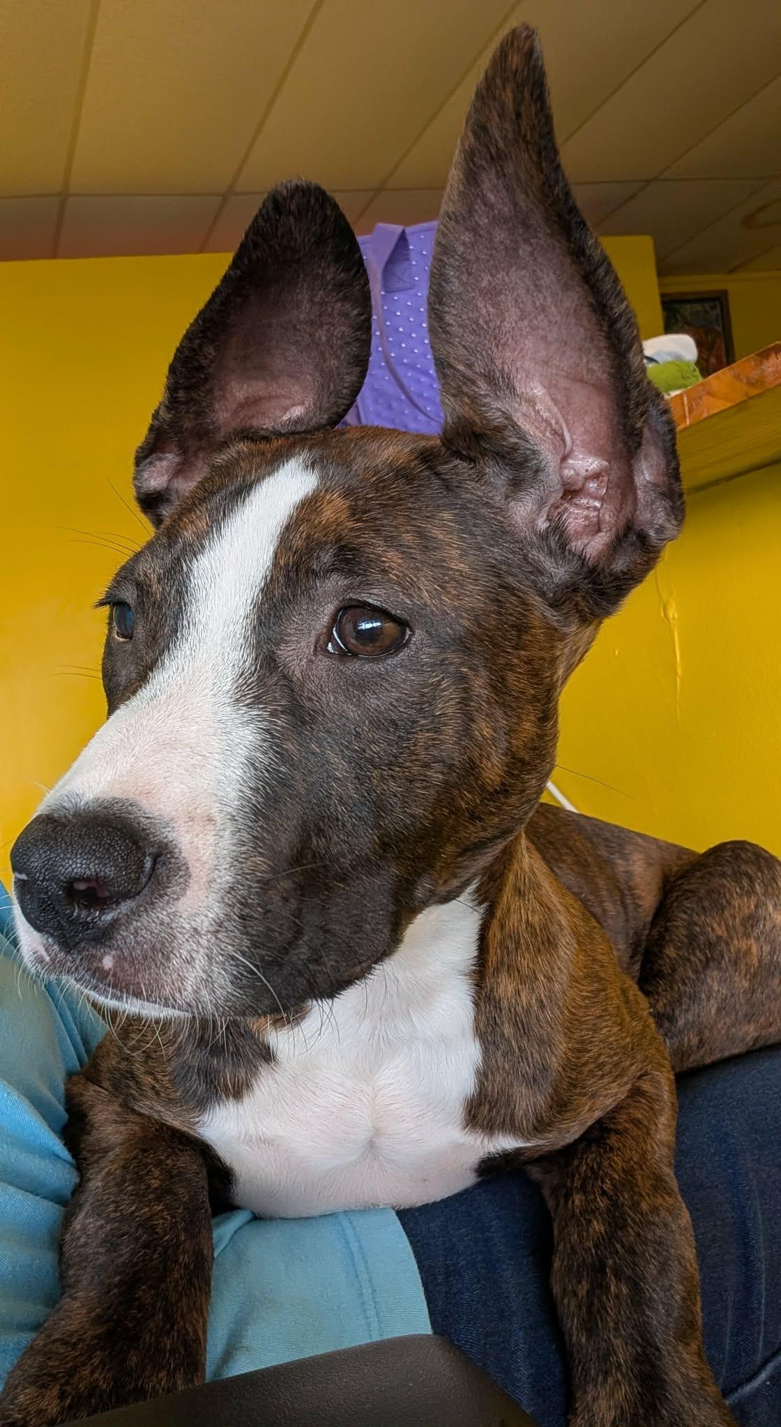 Libby, an adopted mixed breed in Pensacola, FL image 6/6