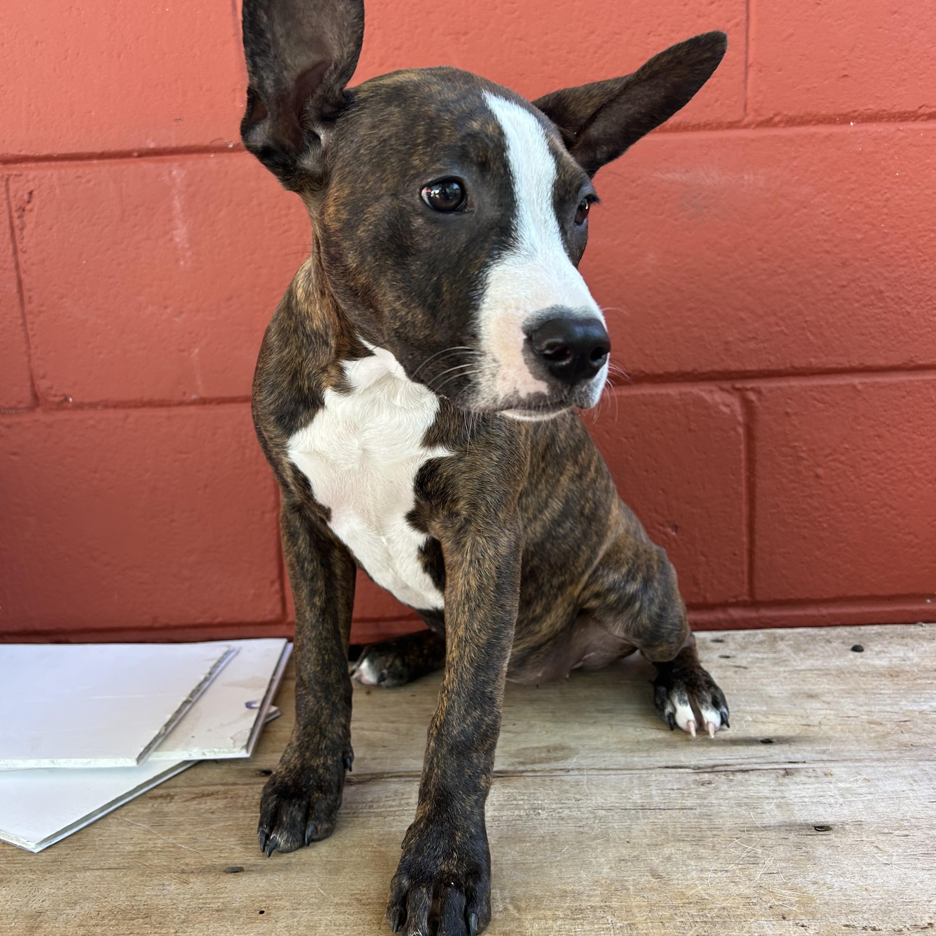 Libby, an adopted mixed breed in Pensacola, FL image 4/6