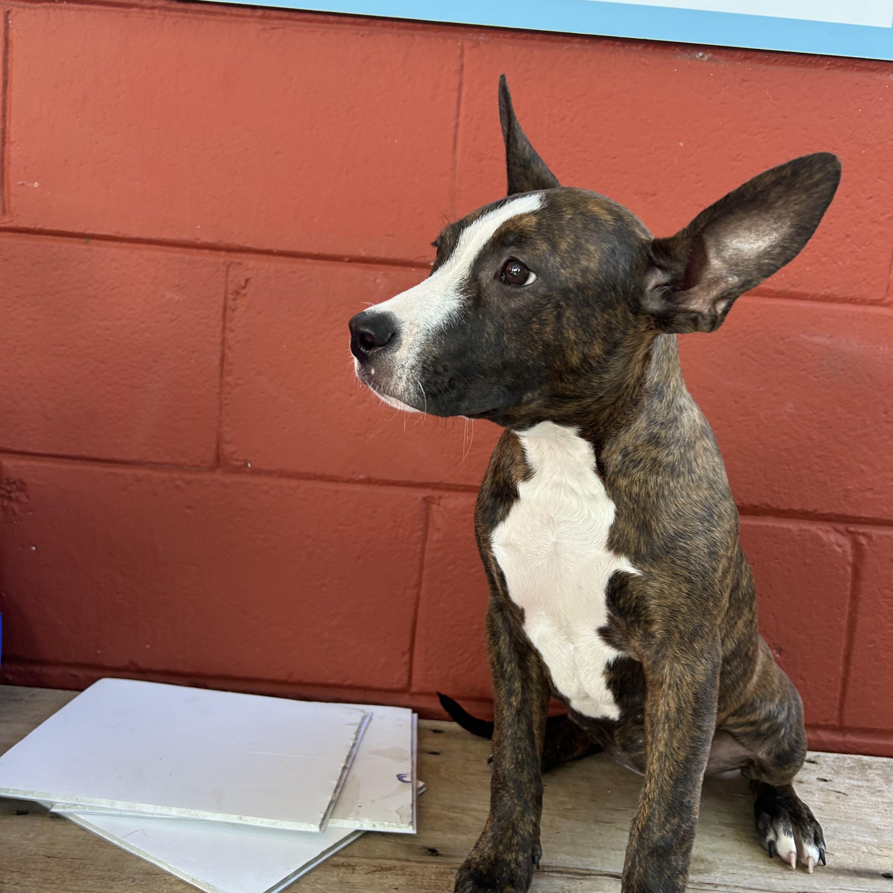 Libby, an adopted mixed breed in Pensacola, FL image 2/6