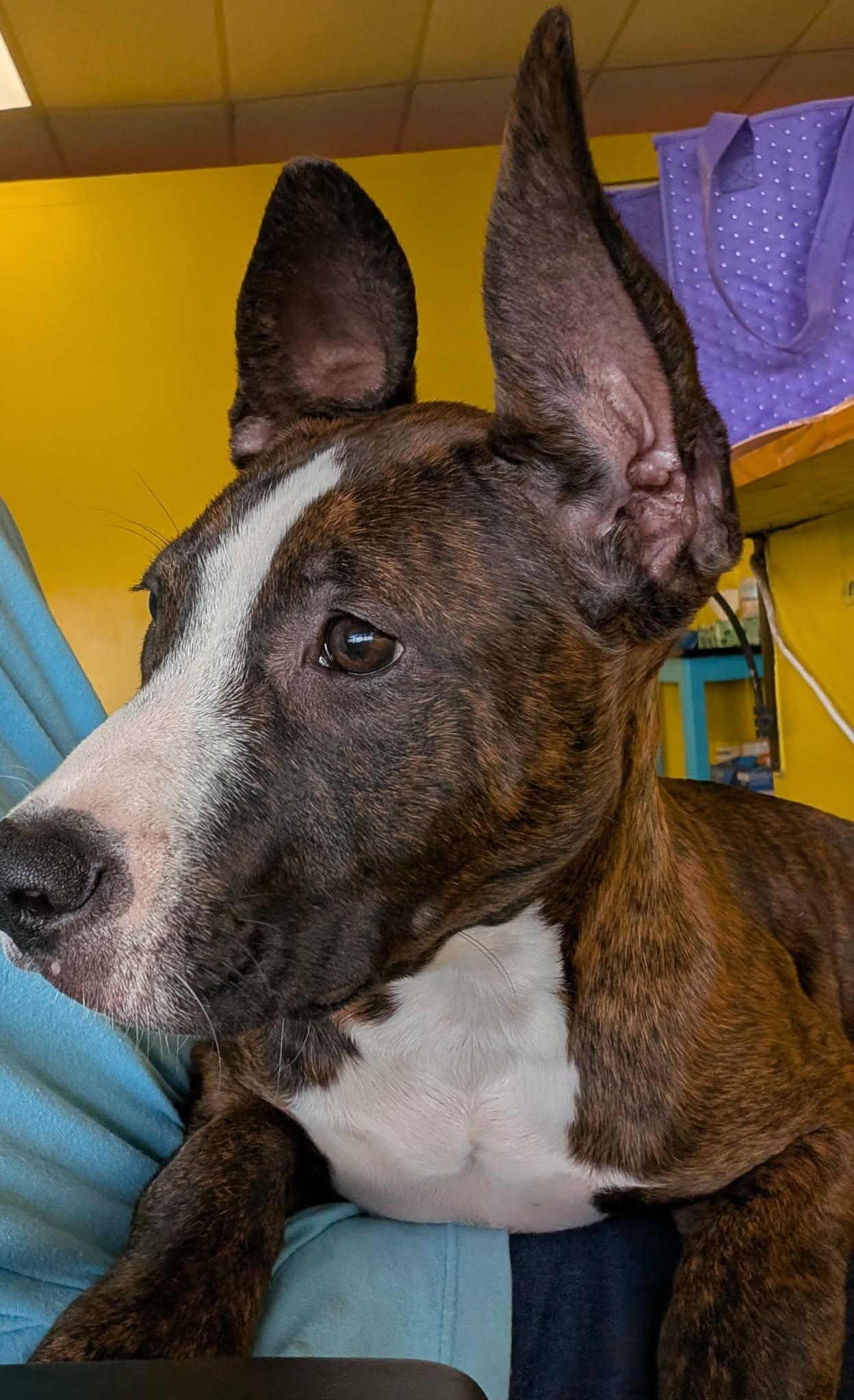 Libby, an adopted mixed breed in Pensacola, FL image 5/6