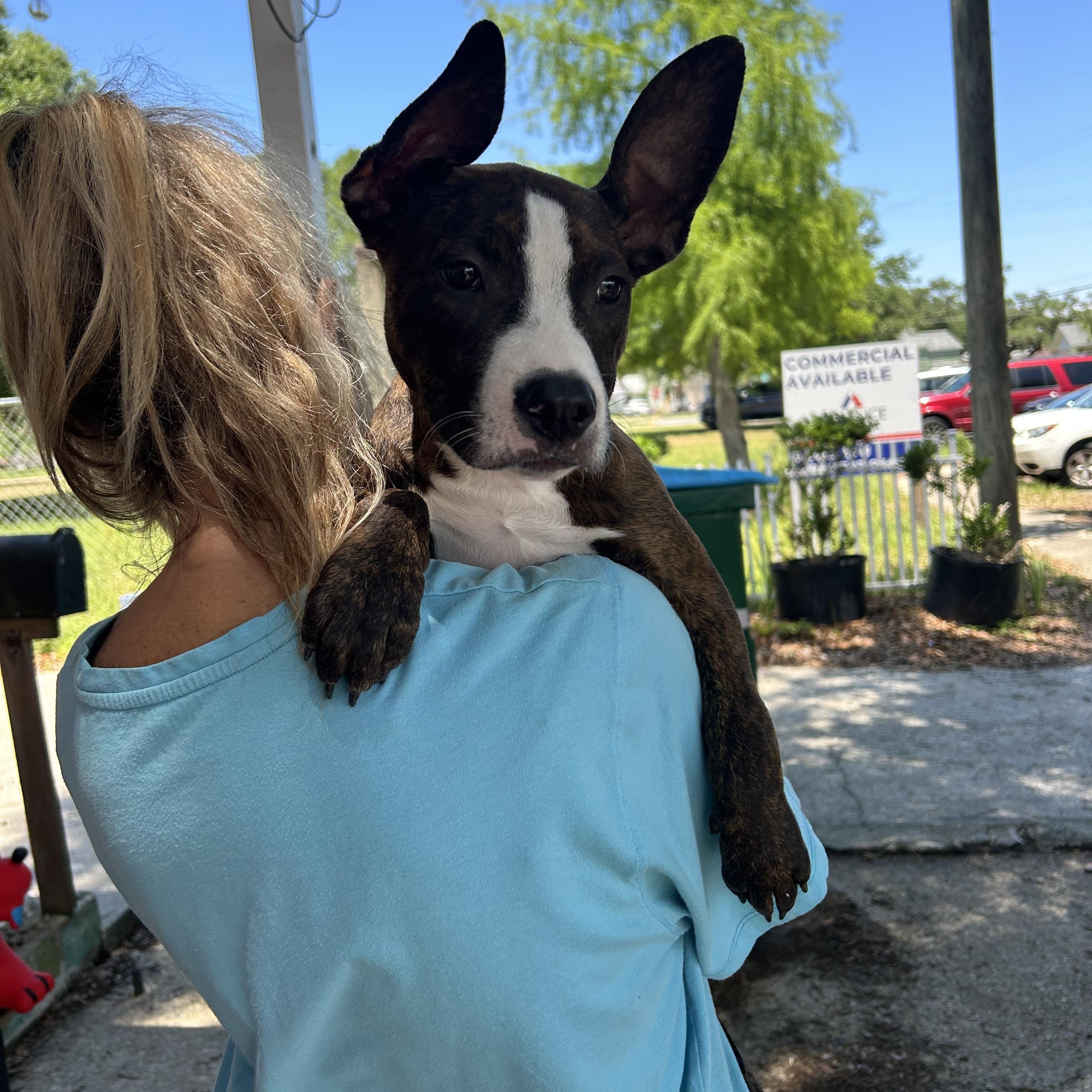 Libby, adopted, Puppy Female Terrier & Boxer.