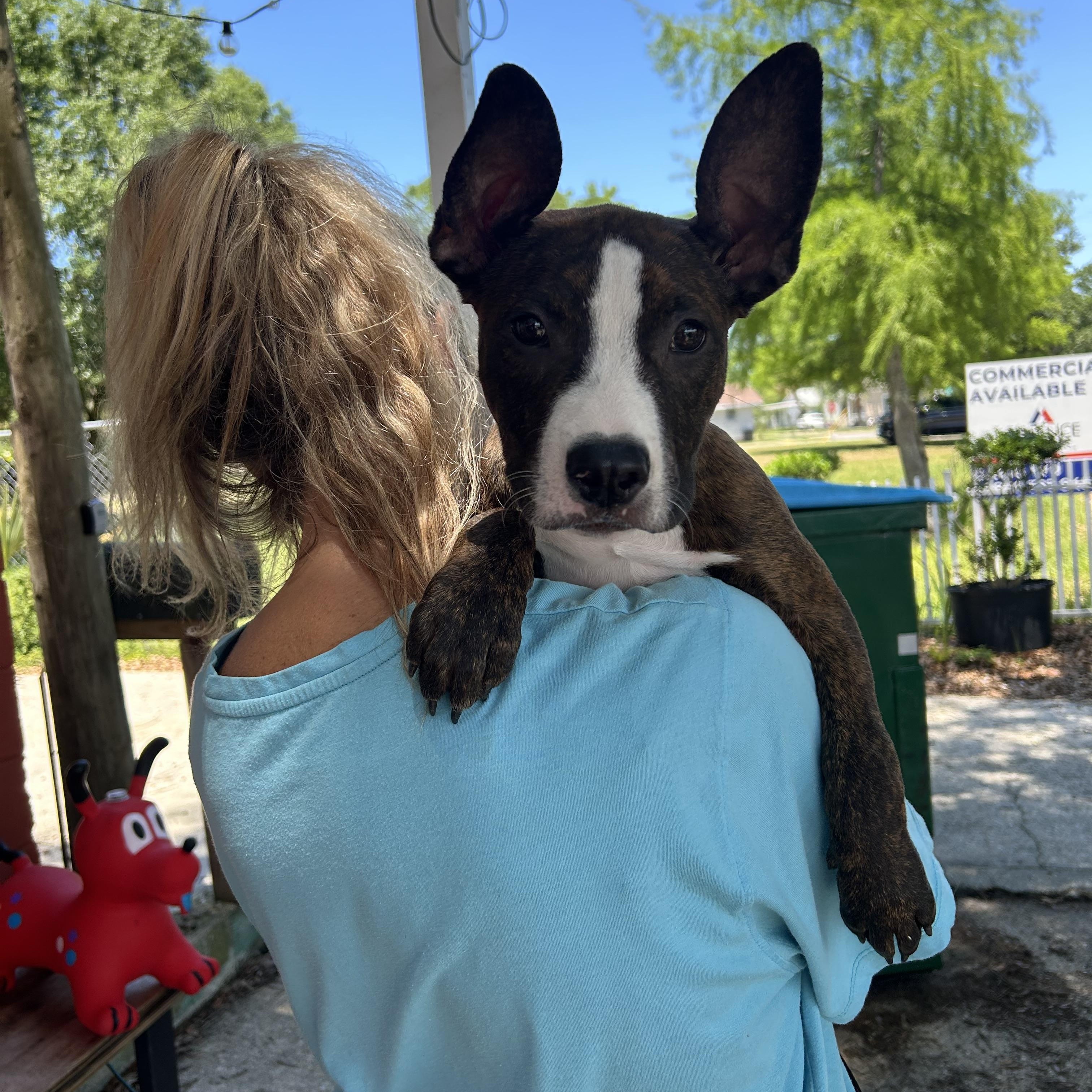 Libby, an adopted mixed breed in Pensacola, FL image 3/6