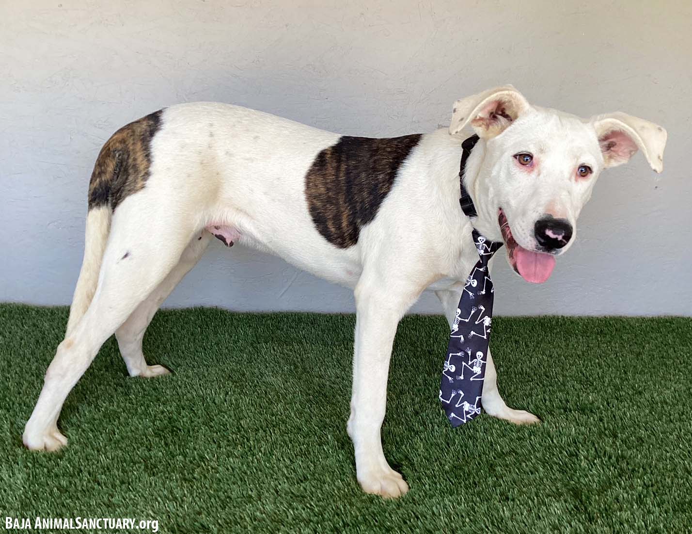 Benny, Adoptable, Young Male Pit Bull Terrier.