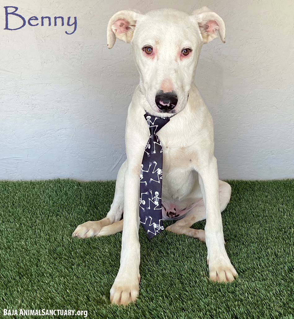 Benny, a Adoptable Pit Bull Terrier image 1/3