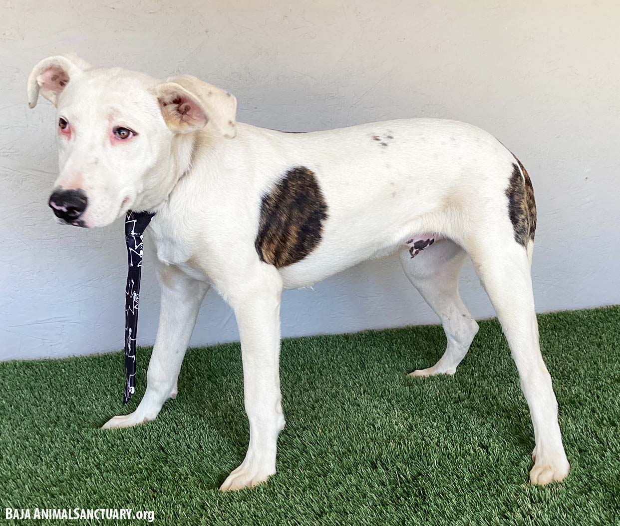 Benny, a Adoptable Pit Bull Terrier image 3/3