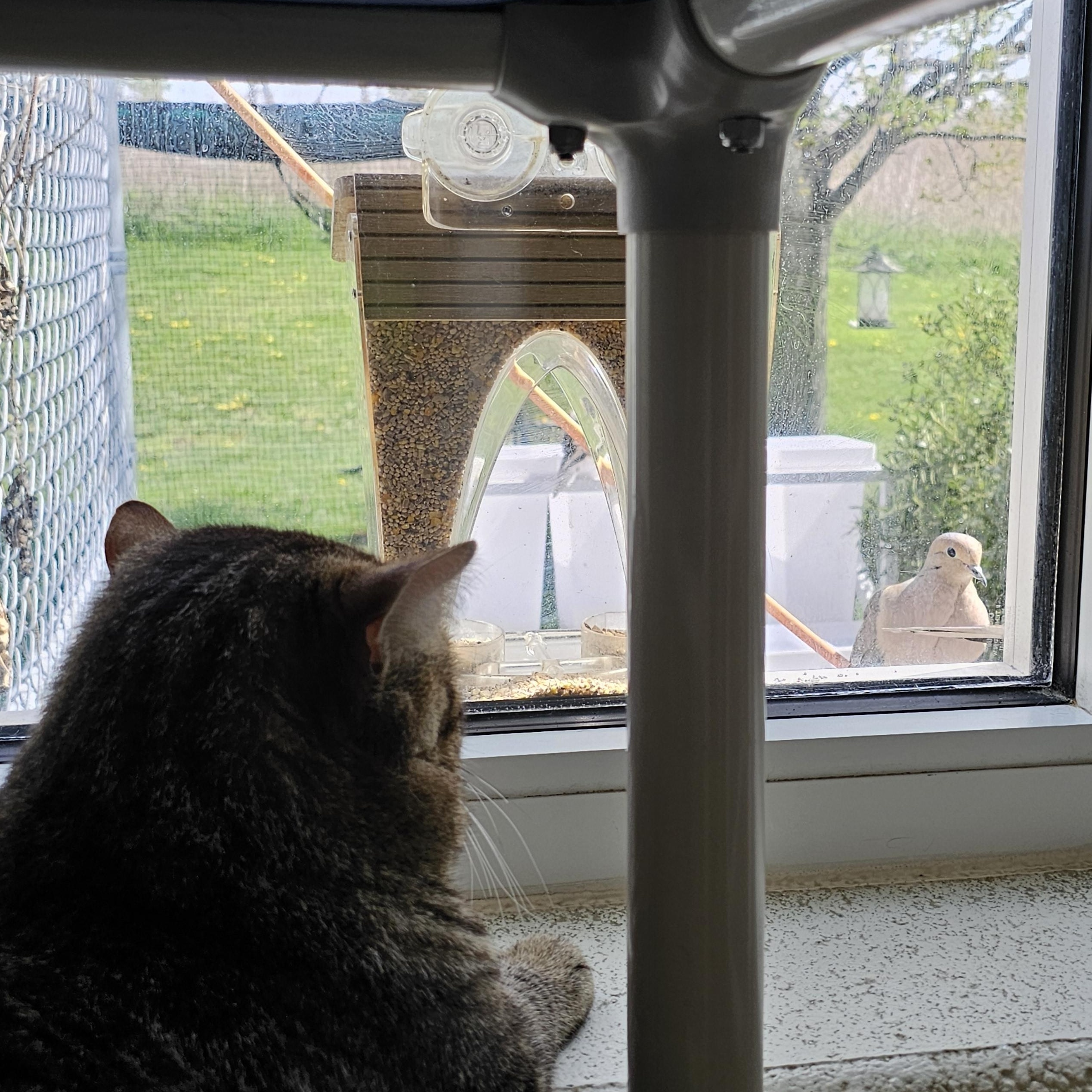 Enlarge Hamilton, an adopted Domestic Short Hair in Stratford, CT image 2/2