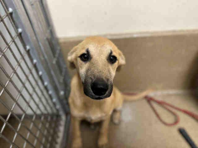 Enlarge A1946538, a Adoptable Terrier in Bonita, CA image 1/1