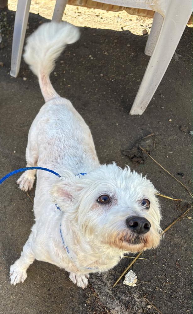 Bloomer (bonded with Peep), Adoptable, Senior Female Poodle.