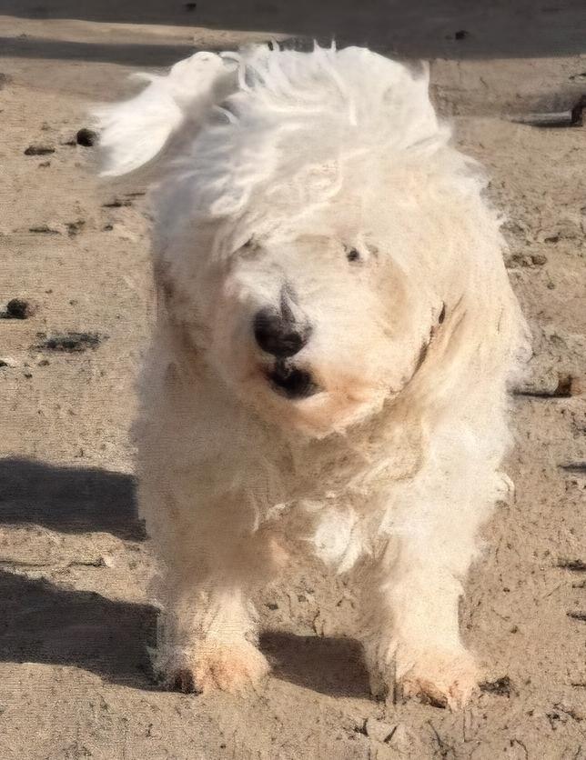 Enlarge Bloomer (bonded with Peep), a Adoptable mixed breed in Draper, UT image 3/5