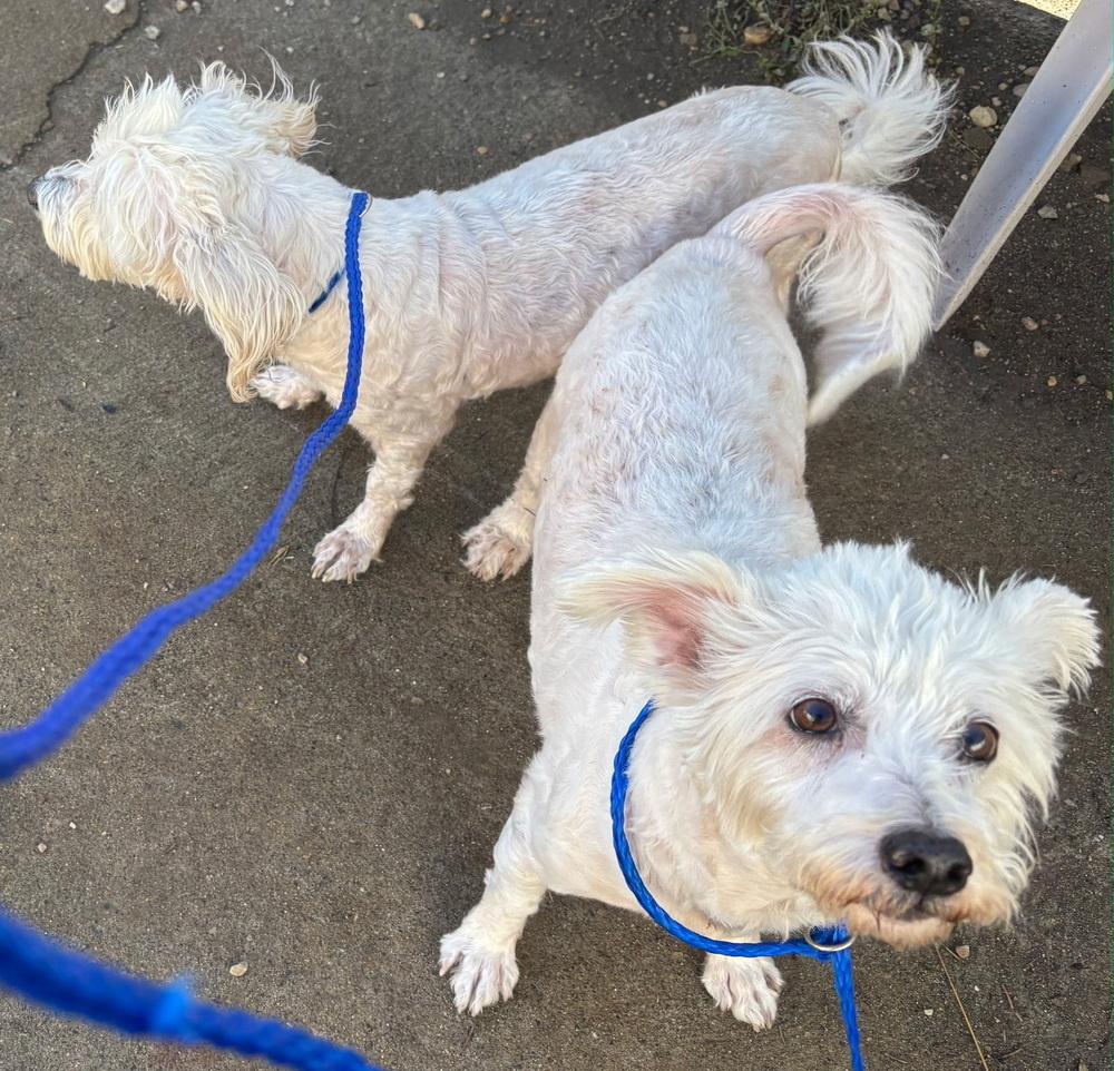 Enlarge Bloomer (bonded with Peep), a Adoptable mixed breed in Draper, UT image 4/5