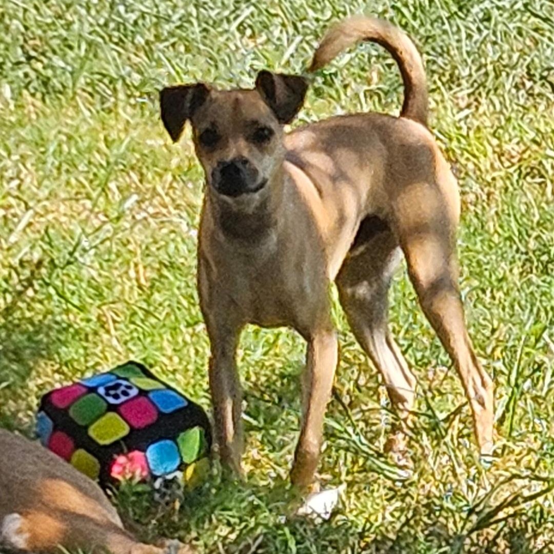 Obi, an adopted mixed breed in CORPUS CHRISTI, TX image 5/6