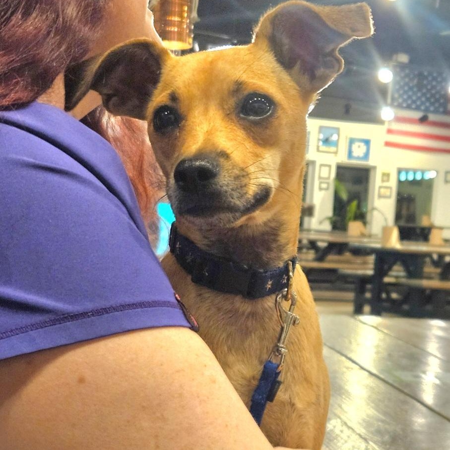 Obi, an adopted mixed breed in CORPUS CHRISTI, TX image 2/6