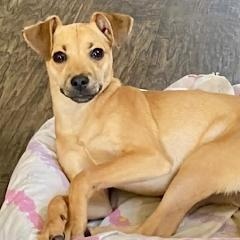 Obi, an adopted mixed breed in CORPUS CHRISTI, TX image 3/6