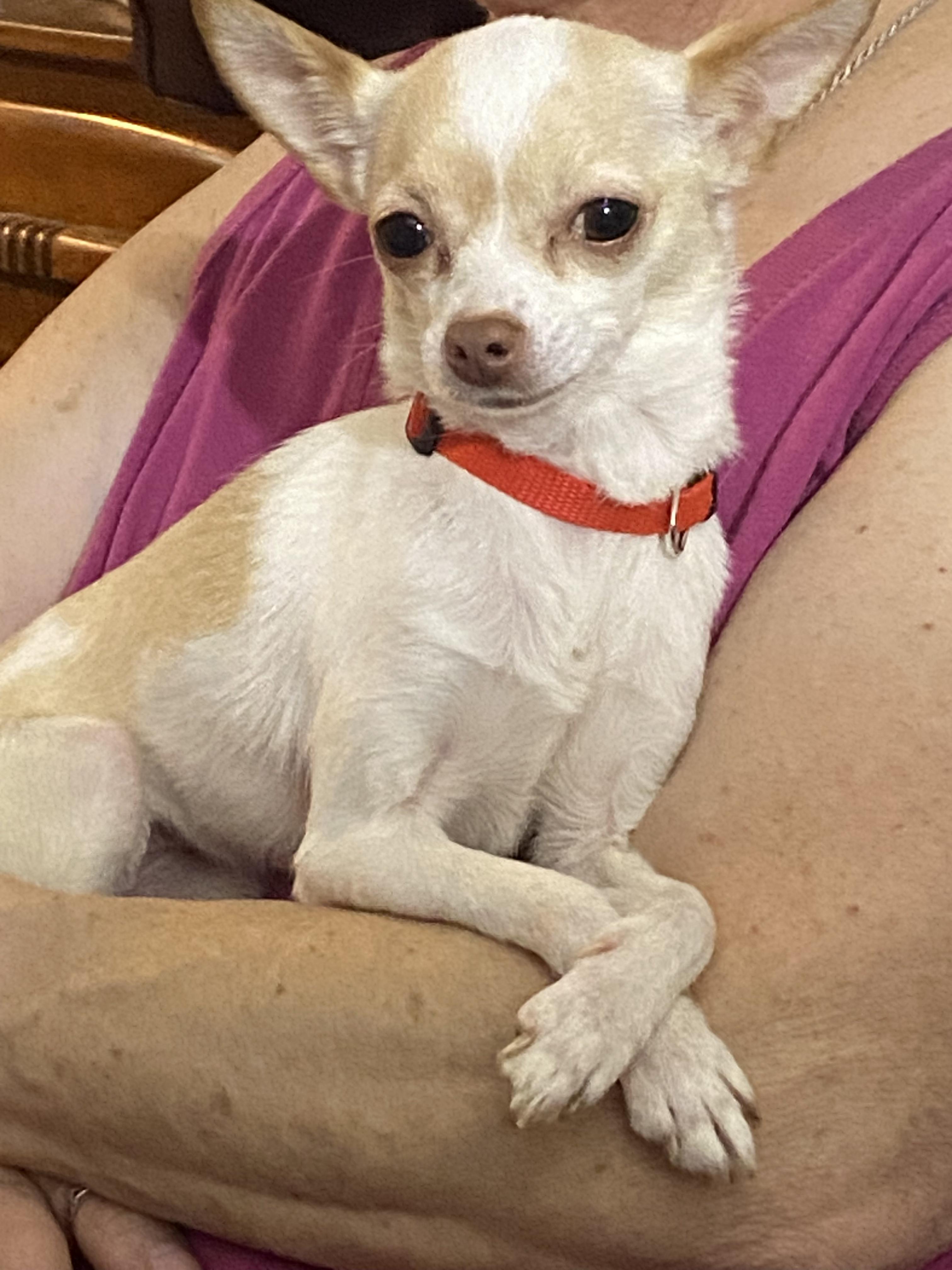 Enlarge Willow, a ADOPTABLE Chihuahua in Carey, OH image 4/4
