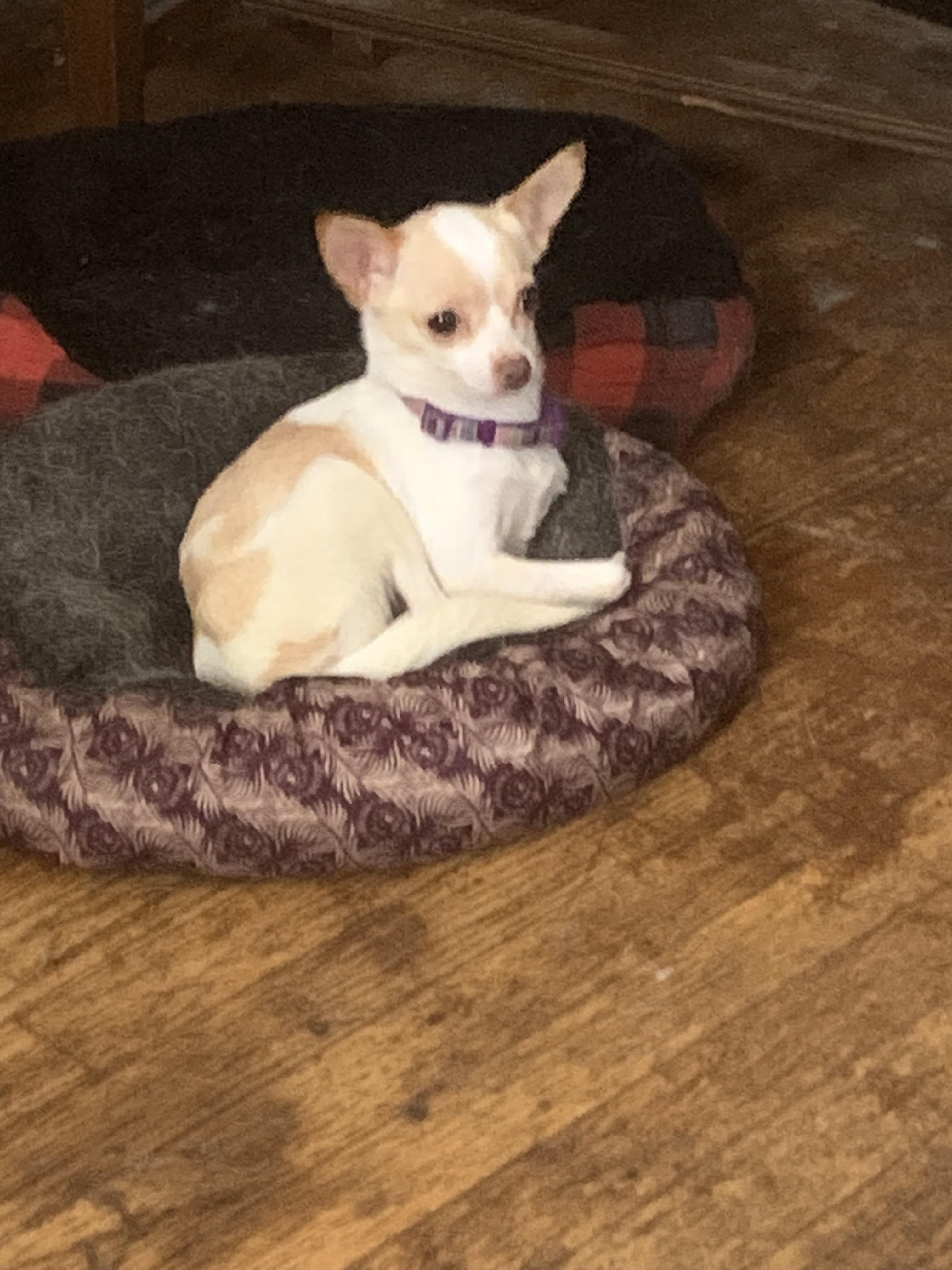 Enlarge Willow, a ADOPTABLE Chihuahua in Carey, OH image 3/4