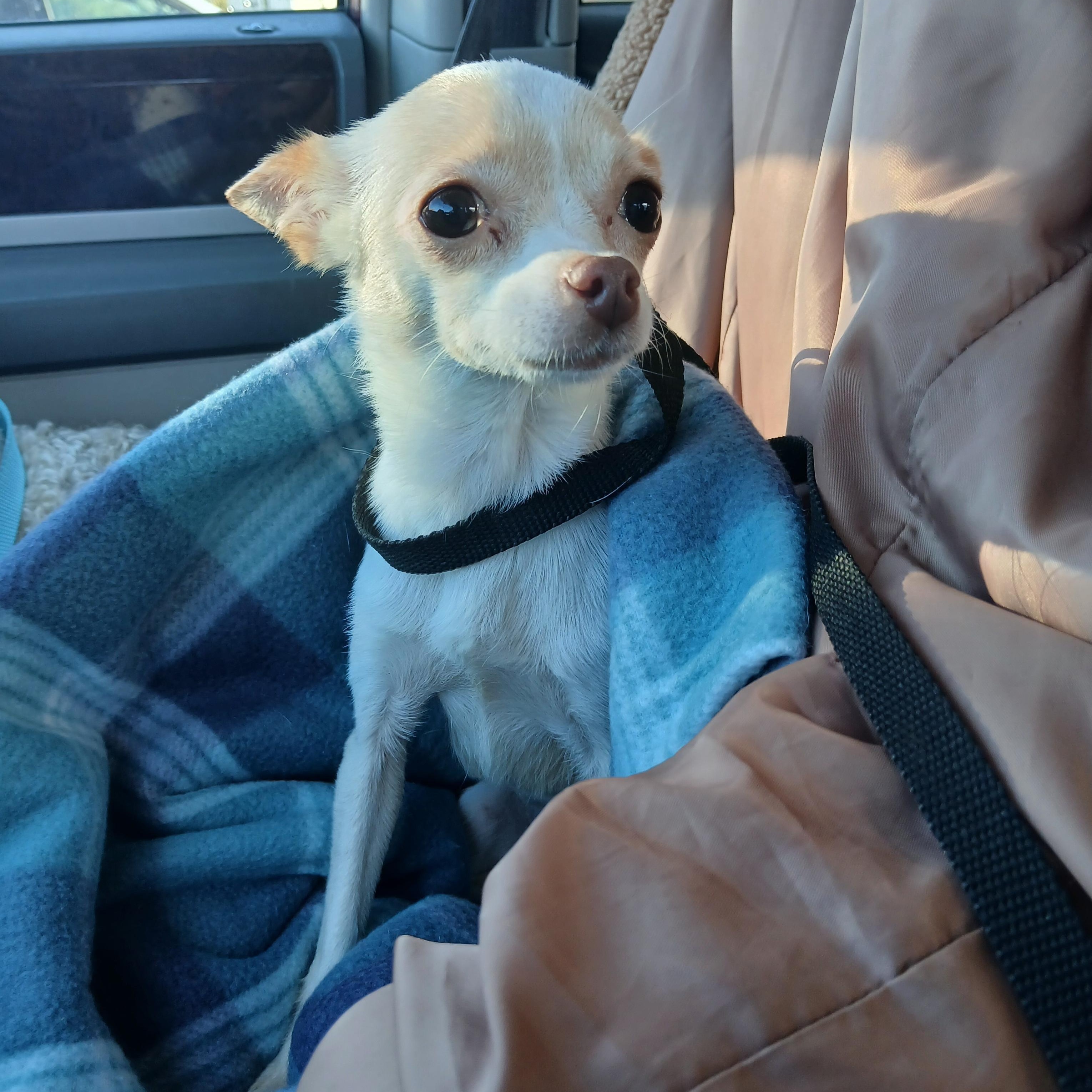 Willow, ADOPTABLE, Young Female Chihuahua.