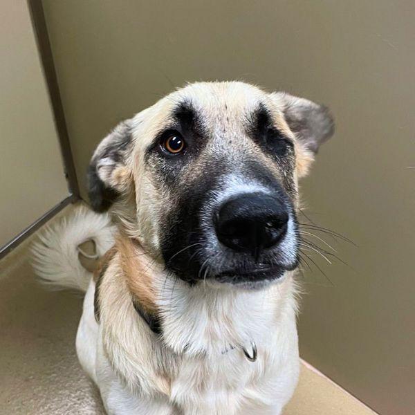 Boulder, Adoptable, Adult Male Anatolian Shepherd.
