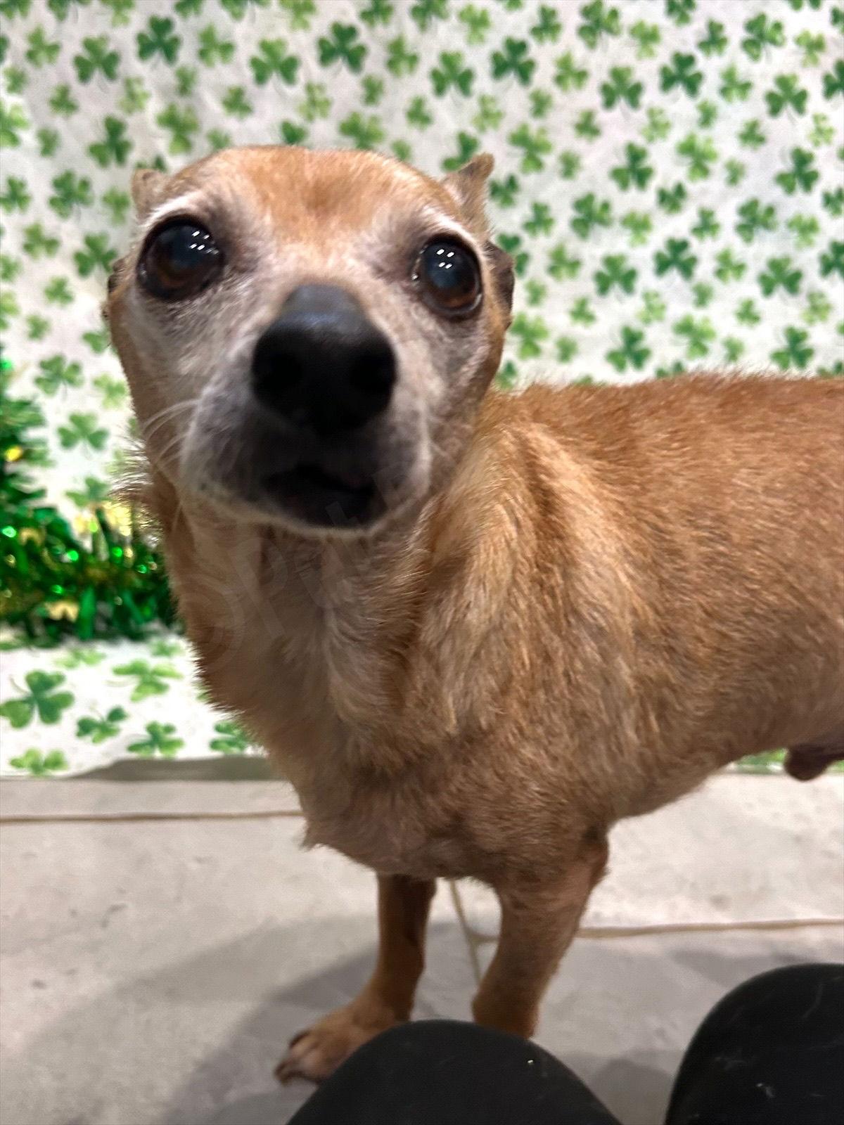 Roofus — thumbnail 2