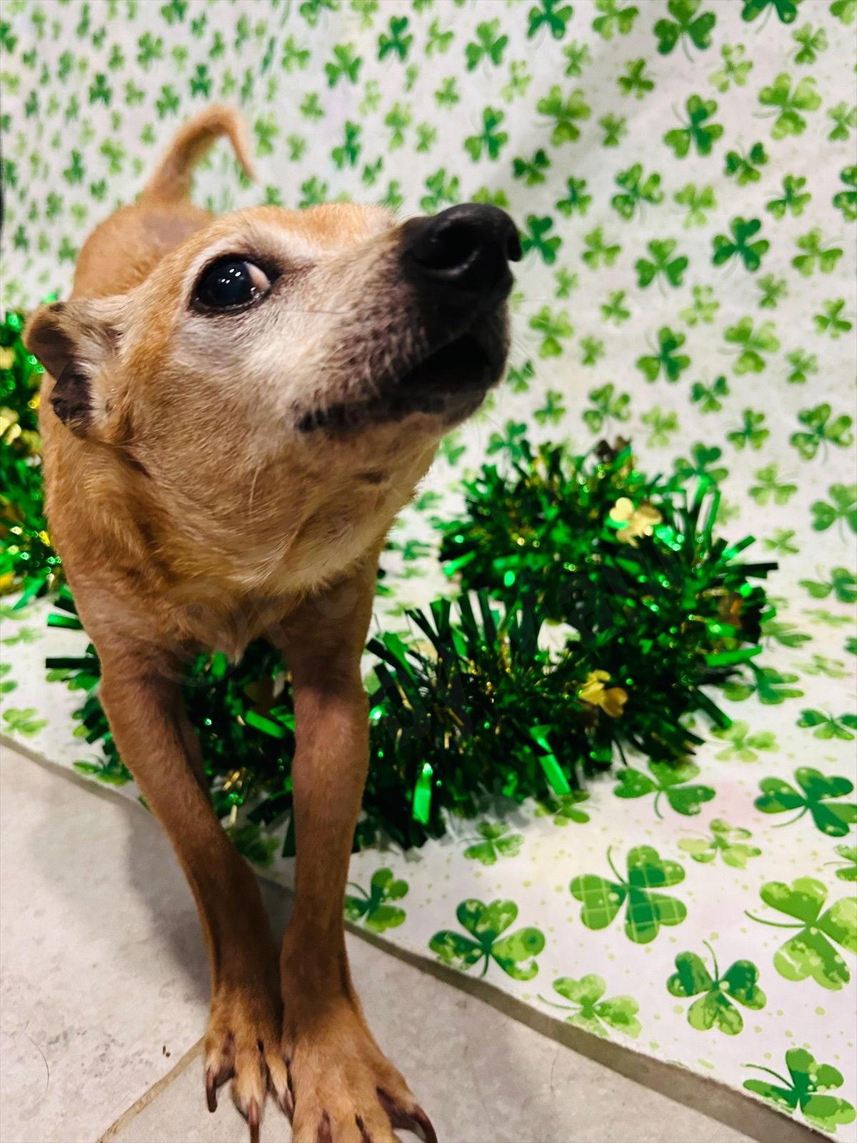 Roofus — thumbnail 3