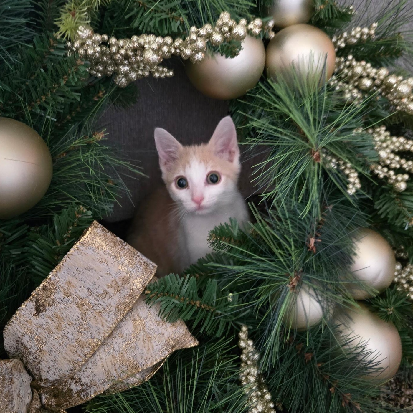 Emi, Adoptable, Kitten Female Domestic Short Hair.