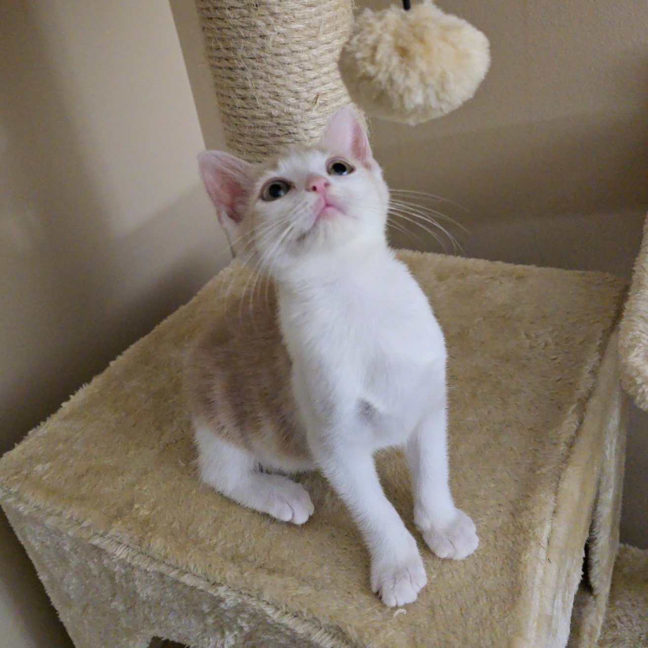 Emi, a Adoptable mixed breed in Omaha, NE image 3/5