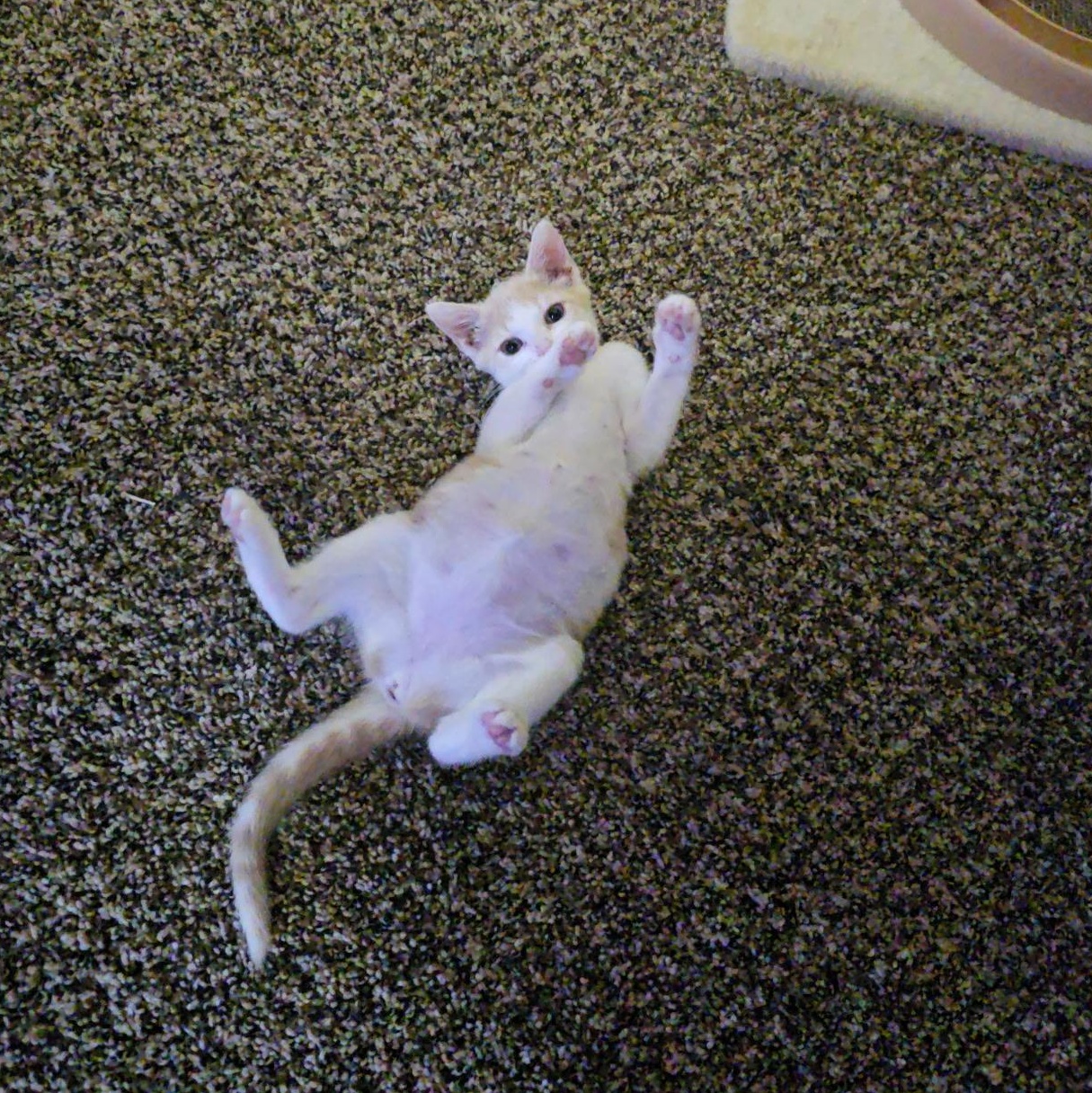 Emi, a Adoptable mixed breed in Omaha, NE image 4/5